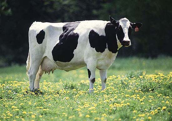 One Cow